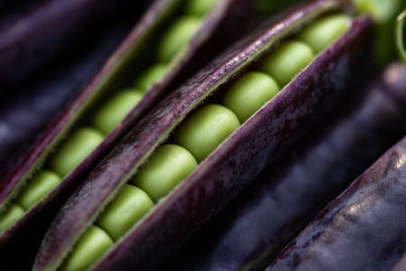 sweet purple Magnolia suagarsnap eat all peaの写真素材