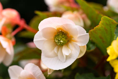 Creamy white flowers Begonia Odorata plants in summer gardenの写真素材