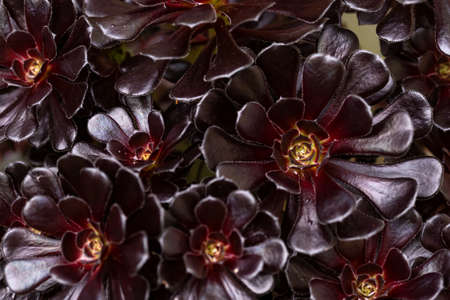 Aeonium Arboreum schwarzkopf succulent plant burgundy-black rosettes of leavesの写真素材