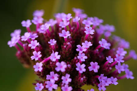 Verbena bonariensis Purpletop Vervain flower in summer cottage garden