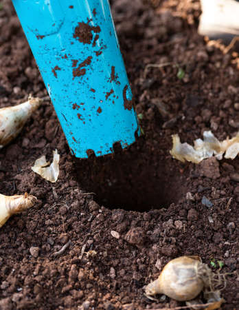 autumnal daffodil bulb planting using a bulb planter tool in garden soilの写真素材
