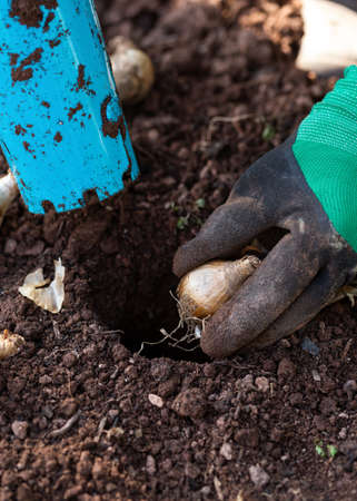autumnal daffodil bulb planting using a bulb planter tool in garden soilの写真素材