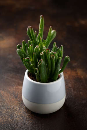 Succulent Crassula ovata Gollum Jade houseplant, ETs Fingers and Hobbits Pipe Jadeの写真素材