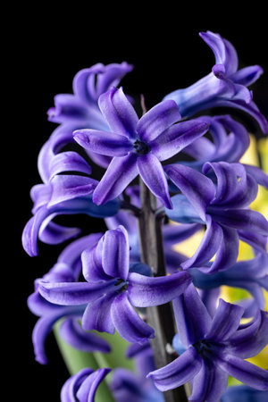 Close up of blue Hyacinth flower growing in Spring garden bedの写真素材