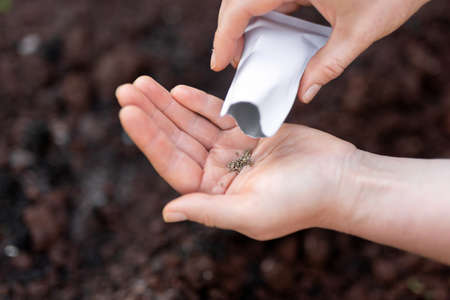 Sowing organic carrot seeds in kitchen gardenの写真素材