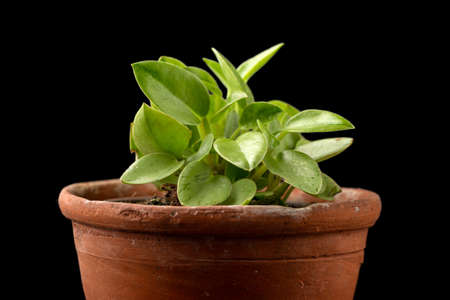 peperomia orba pixie lime succulent houseplant growing in rustic terracotta potの写真素材