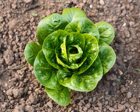 Single lettuce head growing in kitchen garden