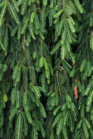 NORWAY SPRUCE PINE CONES - PICEA ABIES after rain.