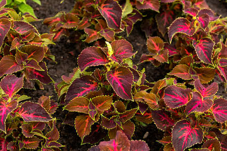 Coleus ornamental decorative leaves in summer flower bed in garden.