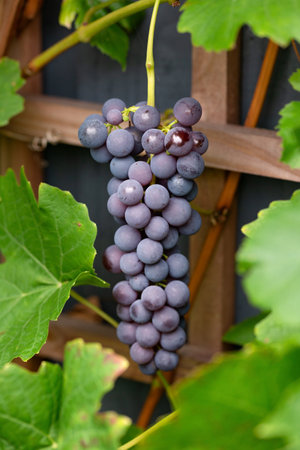 ripe grape berries on the vine at harvest time.