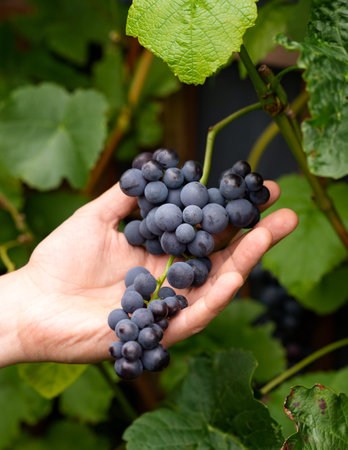 close-up man picking ripe red wine grapes on vine in vineyard