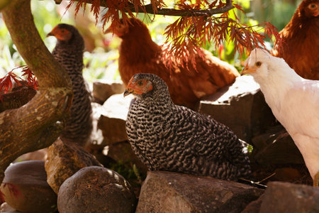 free range Backyard Chicken Speckledy, Blue emerald and columbiam blacktail breeds in the garden under tree.の写真素材