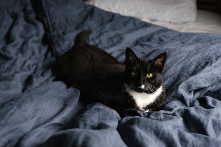 Sleepy black and white fluffy cat with green eyes rests on comfy linen bed.の写真素材