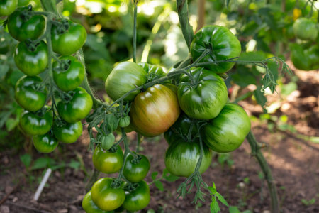 Zigan, Gipsy,Tsygan, Mustlane, Zygann, Cherokee Purple tomatoes growing on the vine on a homestead.の写真素材