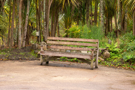 wooden bench in tropical plants garden park, against the background of palms and fernsの写真素材
