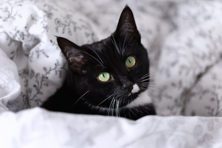 Sleepy black and white fluffy cat with green eyes rests on comfy bedの写真素材