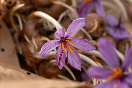 Flowering saffron Crocus Sativus bulbs with deep red stigmasの写真素材