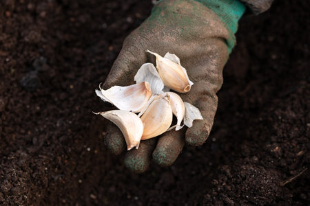 seasonal garlic planting in the vegetable garden.の写真素材