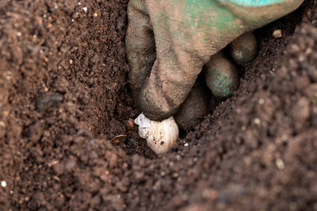seasonal garlic planting in the vegetable garden.の写真素材