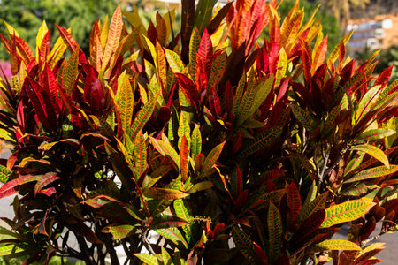 croton Codiaeum variegatum plant growing in tropical island gardenの写真素材