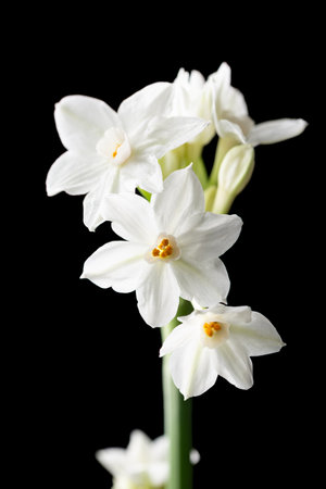 White daffodil or narcissus flowers on black background.の写真素材