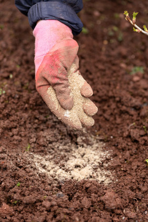 gardener applying Fish Blood and Bone Meal fertiliser organic spring garden food