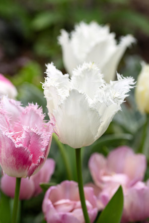 Pink fringed tulips Tulipa growing in a gardenの写真素材