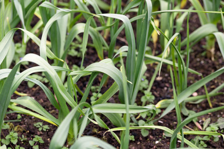 Young garlic growing in the garden. Rows of green shoots in springの写真素材