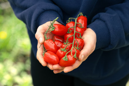 Freshly harvested tomatoes in farmers hands. San marzano tomatoの写真素材