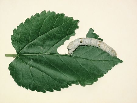 Silkworm and mulberry leafの写真素材