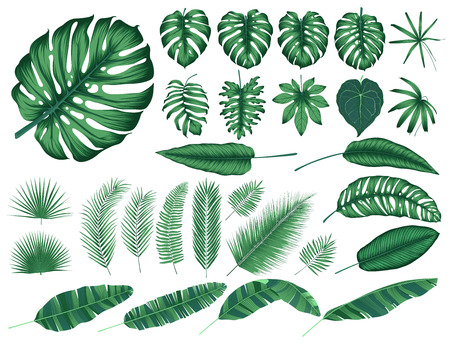 Detailed tropical leaves and plants, vector collection isolated elementsのイラスト素材