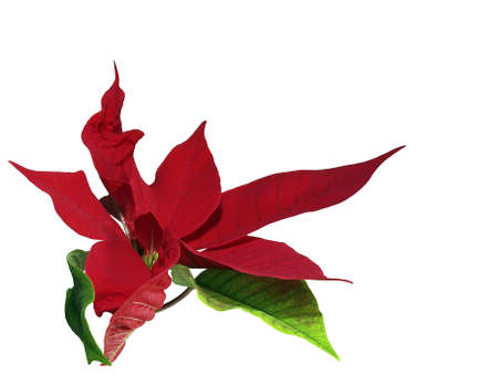 Poinsettiaの写真素材