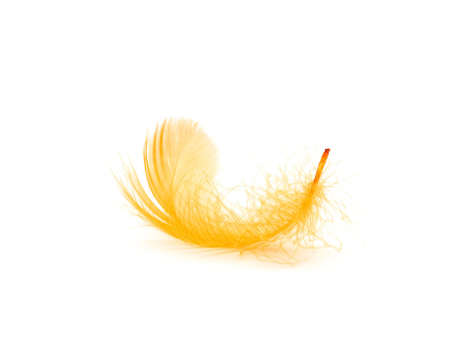 Featherの写真素材