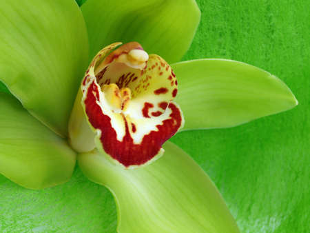 Green Orchid Flowerの写真素材