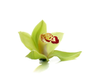 Green Cymbidium Orchidの写真素材