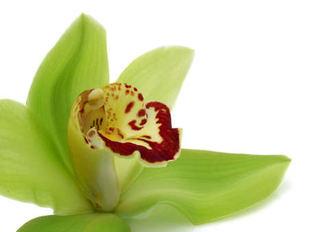 Green Cymbidium Orchidの写真素材