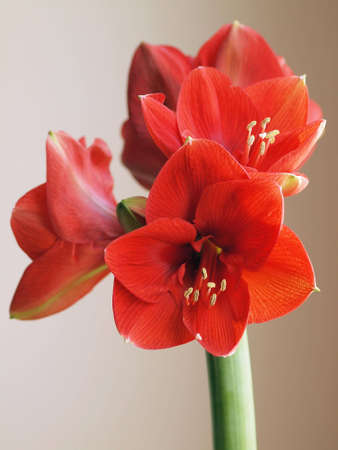 Amaryllis Flowerの写真素材