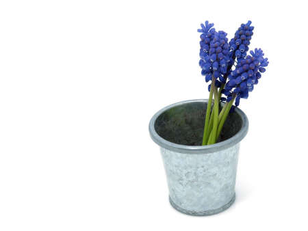 Muscari flowersの写真素材