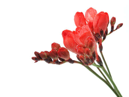 Freesia Flowersの写真素材