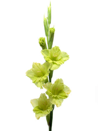 Green gladiolus     の写真素材
