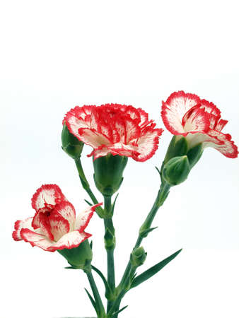 Carnation flowerの写真素材