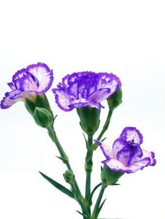 Carnation flowerの写真素材