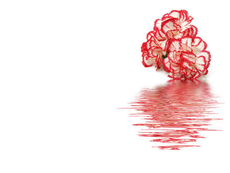 Carnation flowersの写真素材