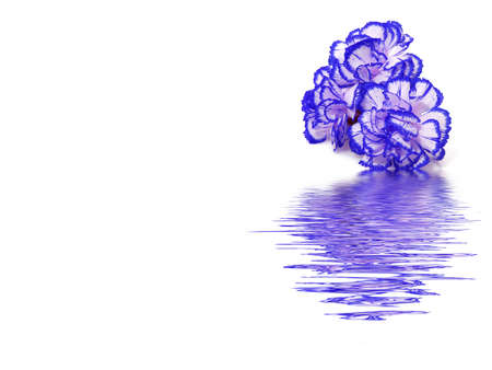 Carnationの写真素材