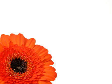 Gerber flower isolatedの写真素材