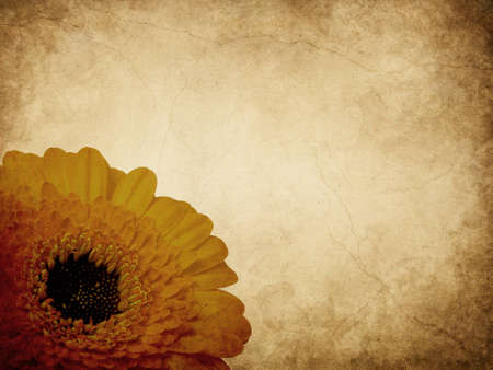 Gerber flower texturedの写真素材