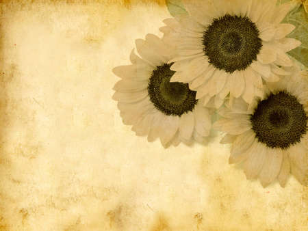 Sunflowers textured の写真素材