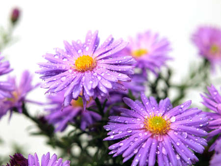 Aster flowers on the white background の写真素材