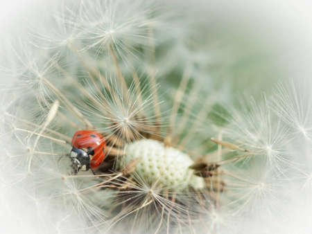 Dandelion with ladybirdの写真素材
