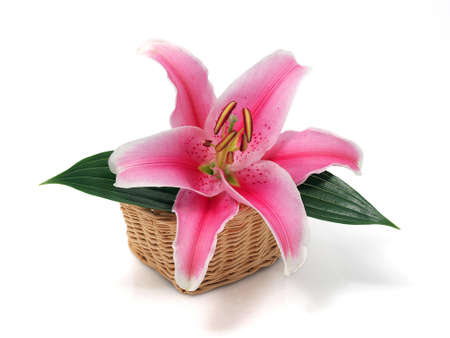 Lily flower in the basketの写真素材
